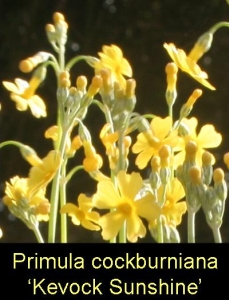 primula_kevock_sunshine300.jpg