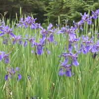 Iris bulleyana blue