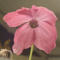 Meconopsis x cookei