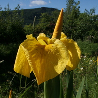 Iris pseudacorus