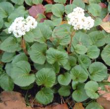 Koenigia forrestii