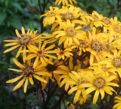 Ligularia Dentata