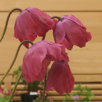 Meconopsis x cookei
