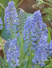 muscari_armeniacum_blue_spike.jpg