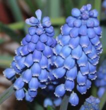 muscari_big_smile.jpg