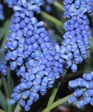 muscari_big_smile2.jpg