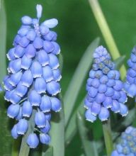 muscari_big_smile3.jpg