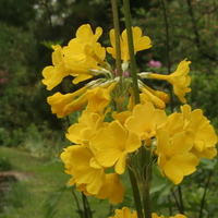 Primula prolifera