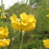 Primula prolifera