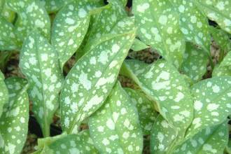Garden Fountains on Lovely Silver White Spotted Leaves Bright Blue Flowers