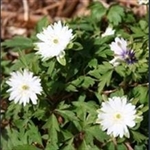 Picture of Anemone (Anemonoides) nemorosa 'Gerry'