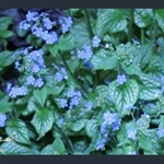 Picture of Brunnera macrophylla 'Jack Frost'