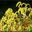 Picture of Chiastophyllum (Umbilicus) oppositifolium