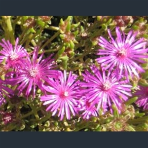 Picture of Delosperma 'John Proffitt'