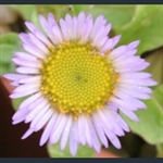Picture of Erigeron 'Four Winds'