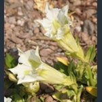 Picture of Gentiana acaulis f. alba 'Snowstorm'