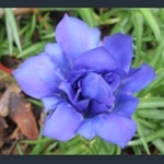 Picture of Gentiana 'Eugen's Allerbester'