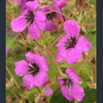 Picture of Geranium psilostemon