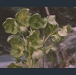 Picture of Helleborus argutifolius