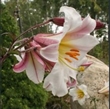 Picture of Lilium regale