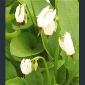 Picture of Primula (Dodecatheon) latiloba