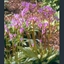 Picture of Primula (Dodecatheon) meadia