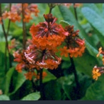 Picture of Primula aurantiaca