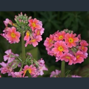 Picture of Primula x bulleesiana