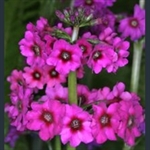 Picture of Primula japonica 'Carminea'