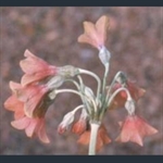 Picture of Primula sikkimensis peach-coloured