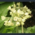 Picture of Primula aff. sikkimensis var. pudibunda