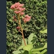 Picture of Rodgersia pinnata 'Elegans'