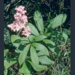 Picture of Rodgersia pinnata 'Superba'