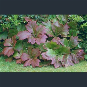 Picture of Rodgersia podophylla