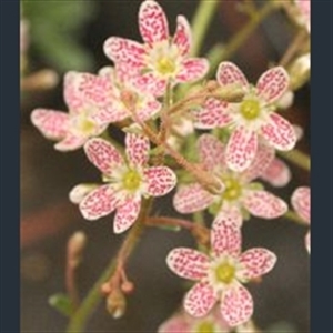 Picture of Saxifraga 'Rosa Tubbs'