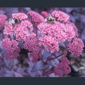 Picture of Sedum (Hylotelephium) telephium 'Purple Emperor'