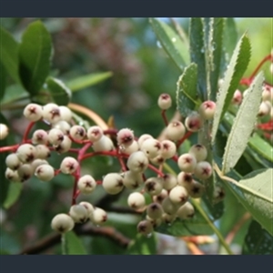 Picture of Sorbus glabriuscula