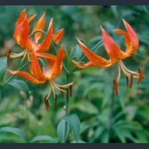 Picture of Lilium pardalinum