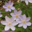 Picture of Anemone (Anemonoides) nemorosa 'Robinsoniana'