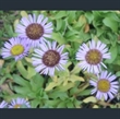 Picture of Erigeron 'Four Winds'