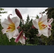 Picture of Lilium regale