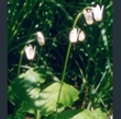 Picture of Primula (Dodecatheon) latiloba