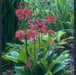 Picture of Primula x bulleesiana