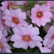 Picture of Primula japonica 'Apple Blossom'