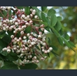 Picture of Sorbus glabriuscula