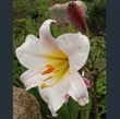 Picture of Lilium regale