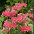 Picture of Primula x bulleesiana