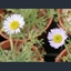 Picture of Erigeron chrysopsidis