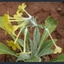 Picture of Primula (Evotrochis) simensis