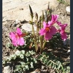 Picture of Incarvillea delavayi